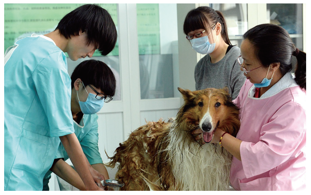 宠物养护与经营